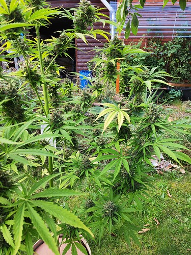Growreport Bild 4