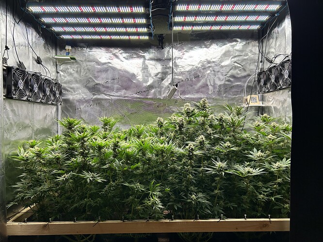 Mehrere blühende Cannabispflanzen in einem Growzelt unter LED-Beleuchtung, mit Lüftern an der Seite.