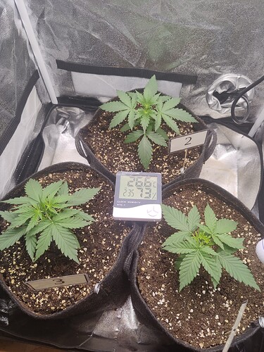 Growreport Bild 3