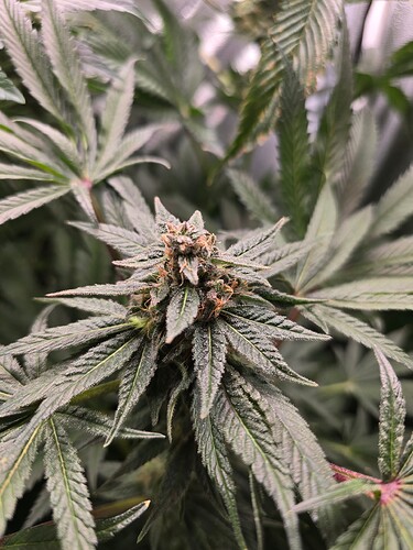 Growreport Bild 8