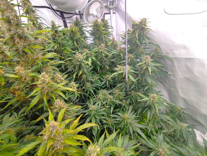 Growreport Bild 27