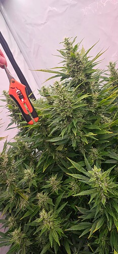 Growreport Bild 6