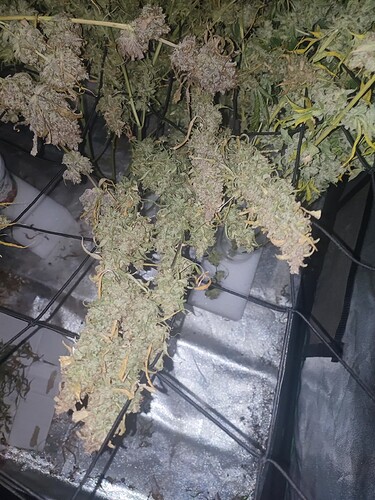 Growreport Bild 4