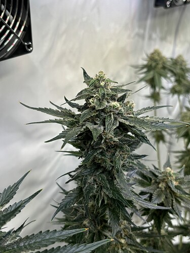 Growreport Bild 26