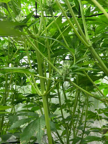 Growreport Bild 34