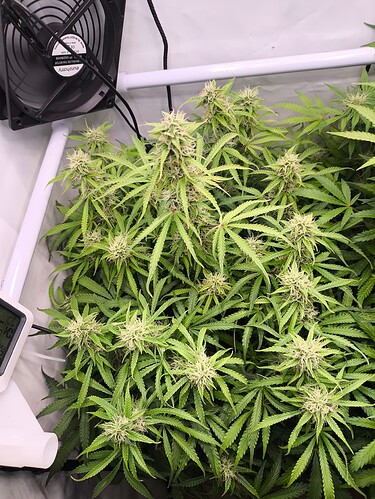 Growreport Bild 4