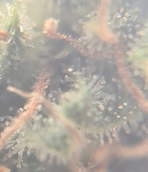Growreport Bild 5