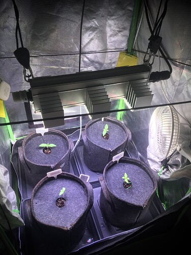 Growreport Bild 1