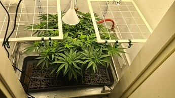 Growreport Bild 36
