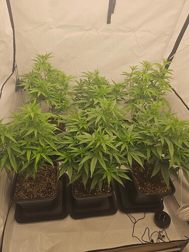 Growreport Bild 4