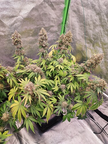 Growreport Bild 24