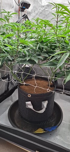 Growreport Bild 3