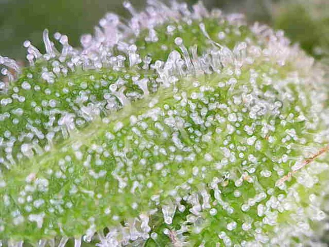 Growreport Bild 27