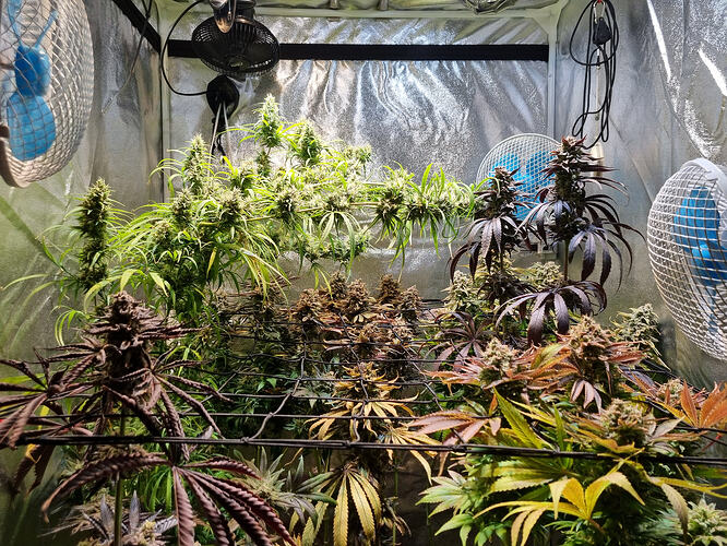 Mehrere Cannabispflanzen in verschiedenen Stadien der Blüte in einem Growzelt, mit Lüftern und reflektierenden Wänden.