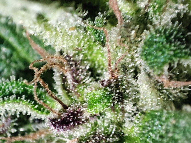 Growreport Bild 55