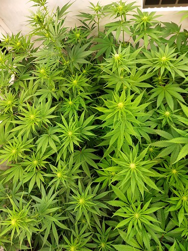 Growreport Bild 15