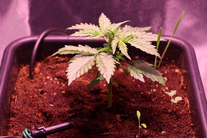 Growreport Bild 12