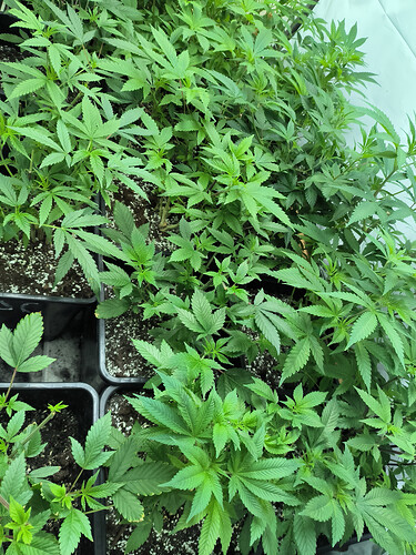 Growreport Bild 6