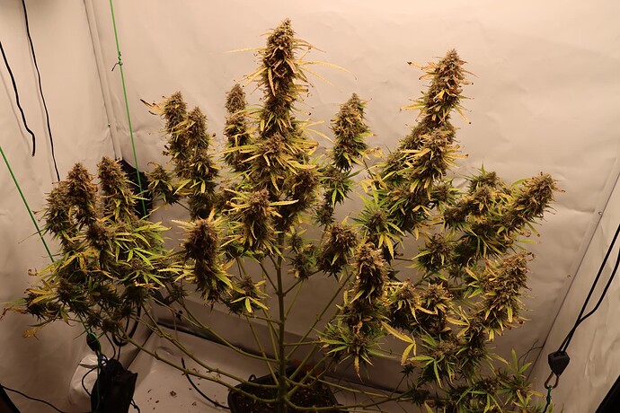 Growreport Bild 1