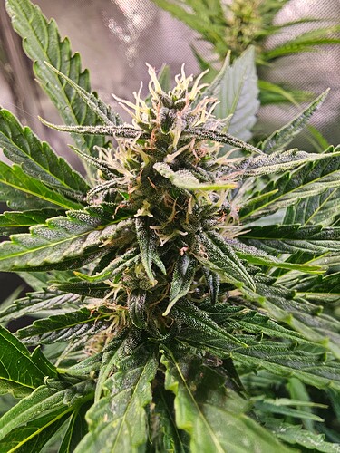 Growreport Bild 30
