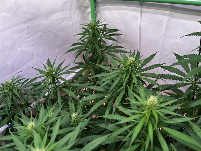 Growreport Bild 7