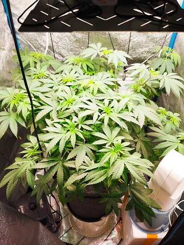 Growreport Bild 1