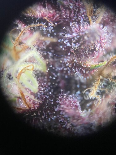 Growreport Bild 6