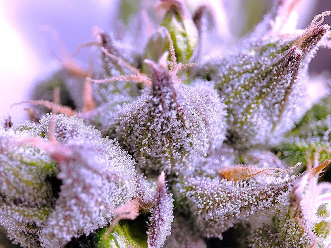 Growreport Bild 13