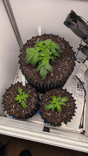 PXL_20250329_083057434.MP