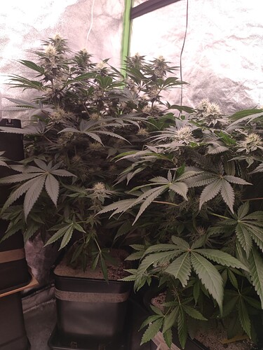 Growreport Bild 81
