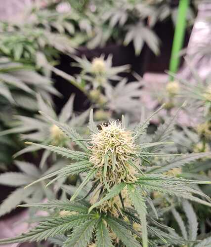 Growreport Bild 15