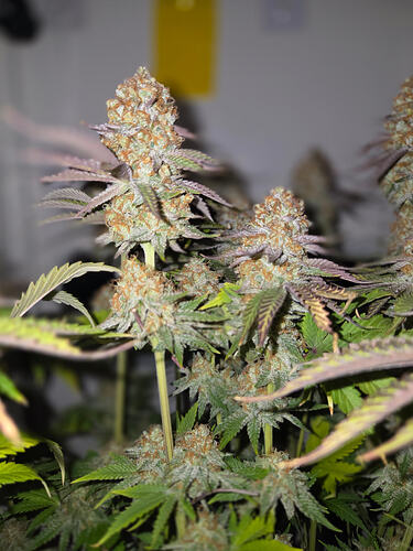 Growreport Bild 10