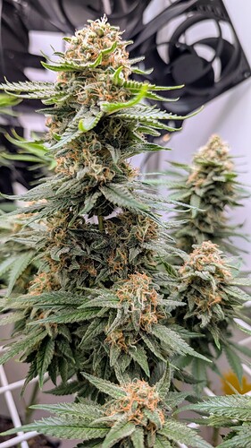 Growreport Bild 28