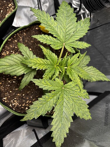 Growreport Bild 3