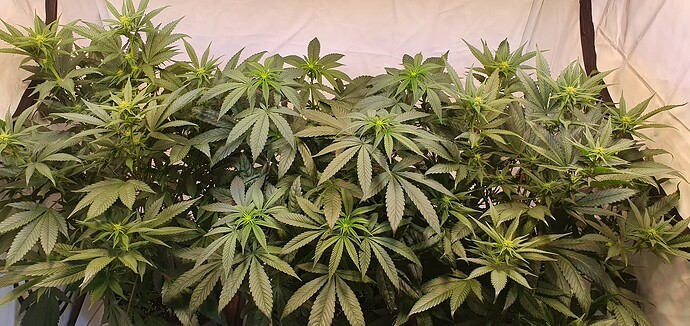 Growreport Bild 1