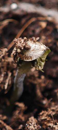 Growreport Bild 25