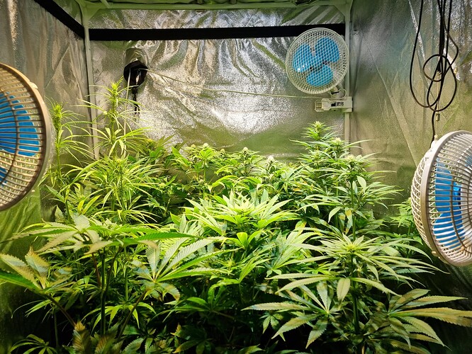 Mehrere Cannabis-Pflanzen in einem Zelt, die sich in der Wachstumsphase befinden, mit Ventilatoren zur Belüftung.