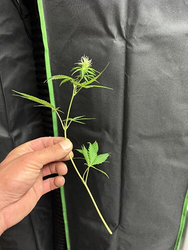 Growreport Bild 12