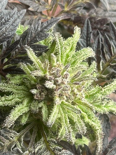 Growreport Bild 32