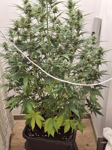 Growreport Bild 140
