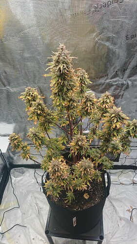 Growreport Bild 22