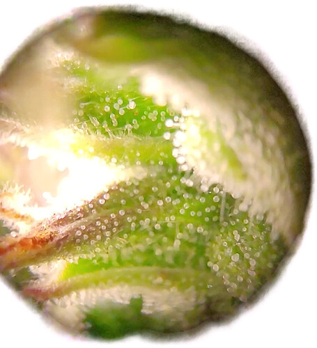 Growreport Bild 6