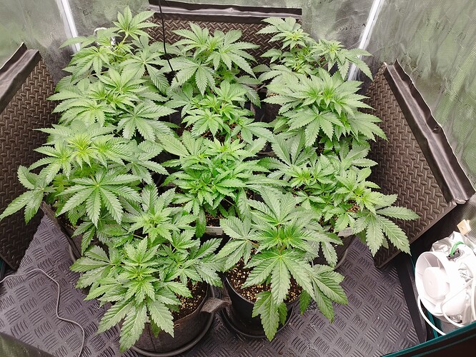 Growreport Bild 6