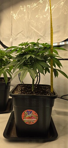 Growreport Bild 19