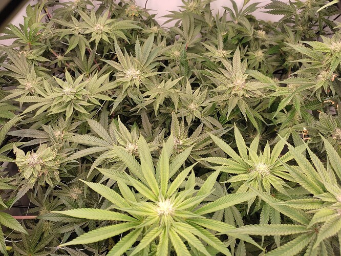 Growreport Bild 34