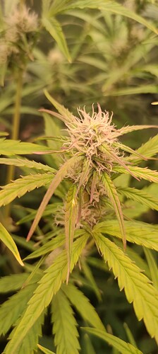 Growreport Bild 1