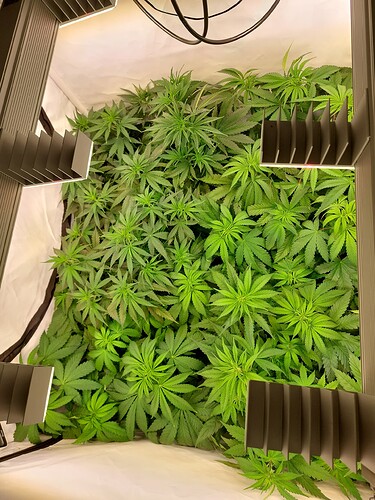 Growreport Bild 5