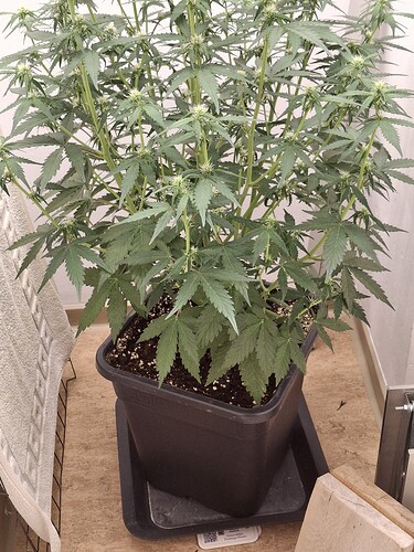 Growreport Bild 108