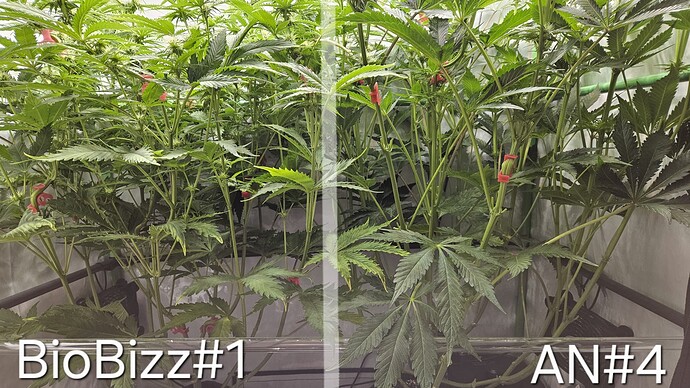 Growreport Bild 3