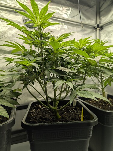 Growreport Bild 3